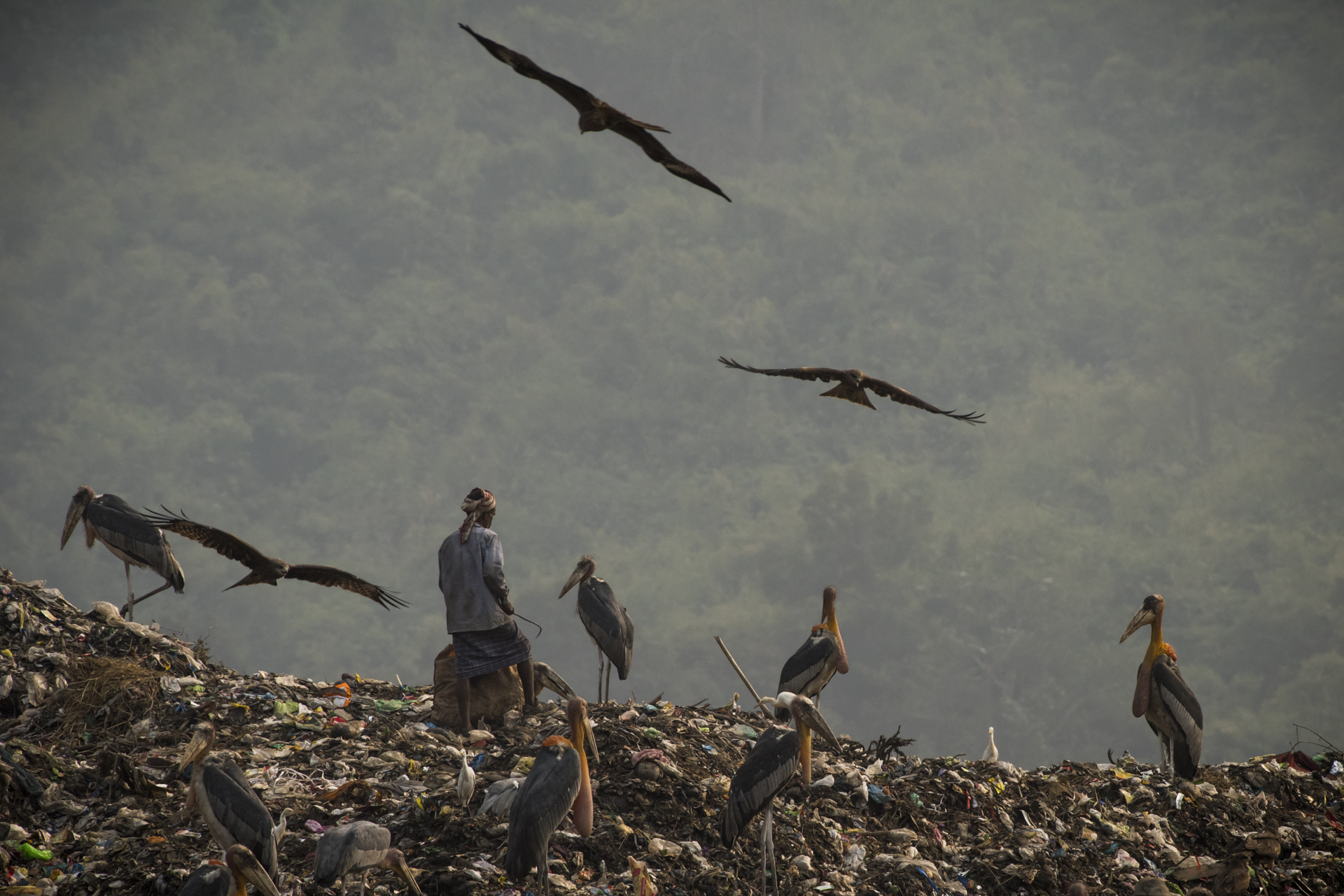 Humans, Greater Adjutant Storks and Black Kites at a garbage dump in Guwahati