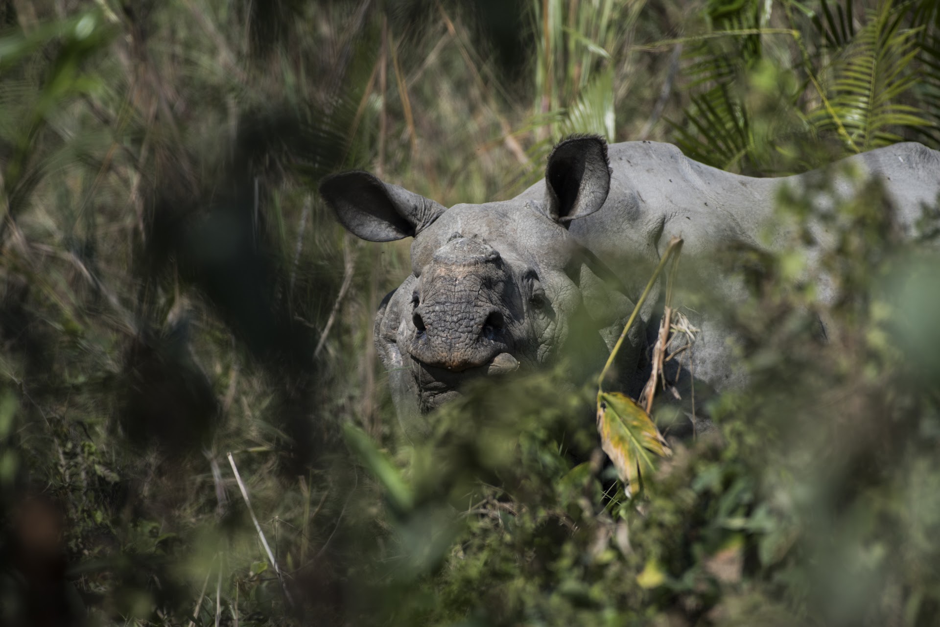 Rhino nose