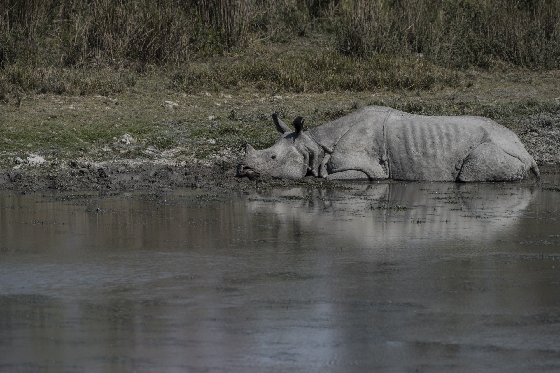 Rhino in the water - Kaziranga